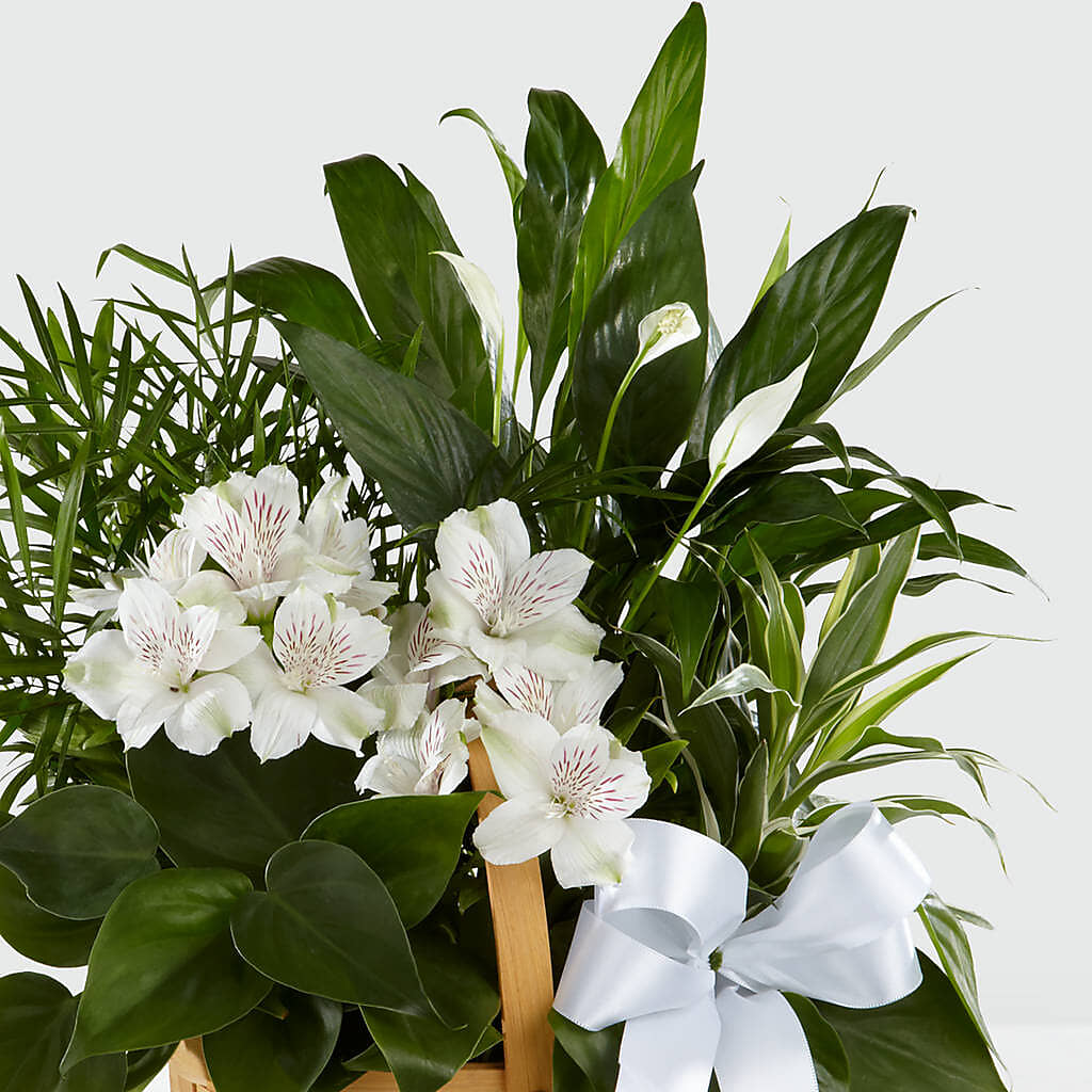 Peace & Serenity Dishgarden – Talia Flowers, Ottawa ON