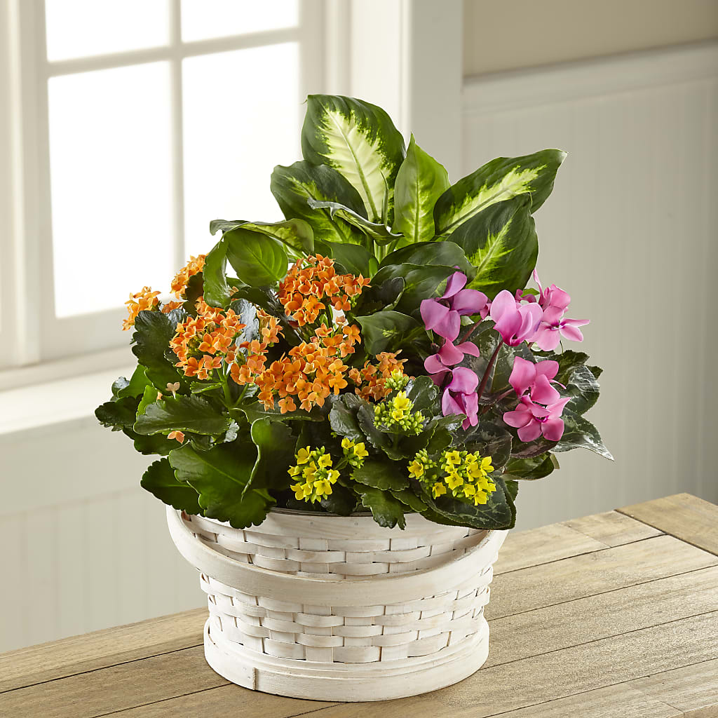 Color Crush Dishgarden – Talia Flowers, Ottawa ON
