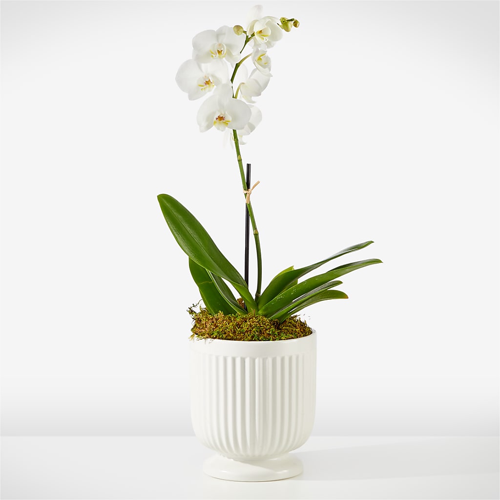 Whispering White Orchid – Talia Flowers, Ottawa ON