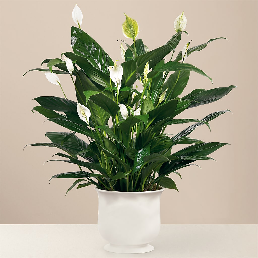 Comfort Planter – Talia Flowers, Ottawa ON