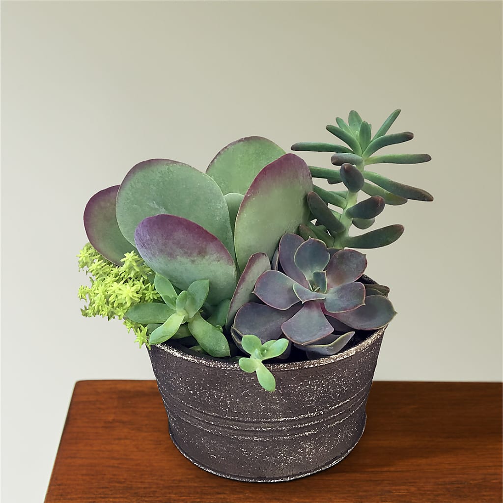 Lush Succulent Garden – Talia Flowers, Ottawa ON