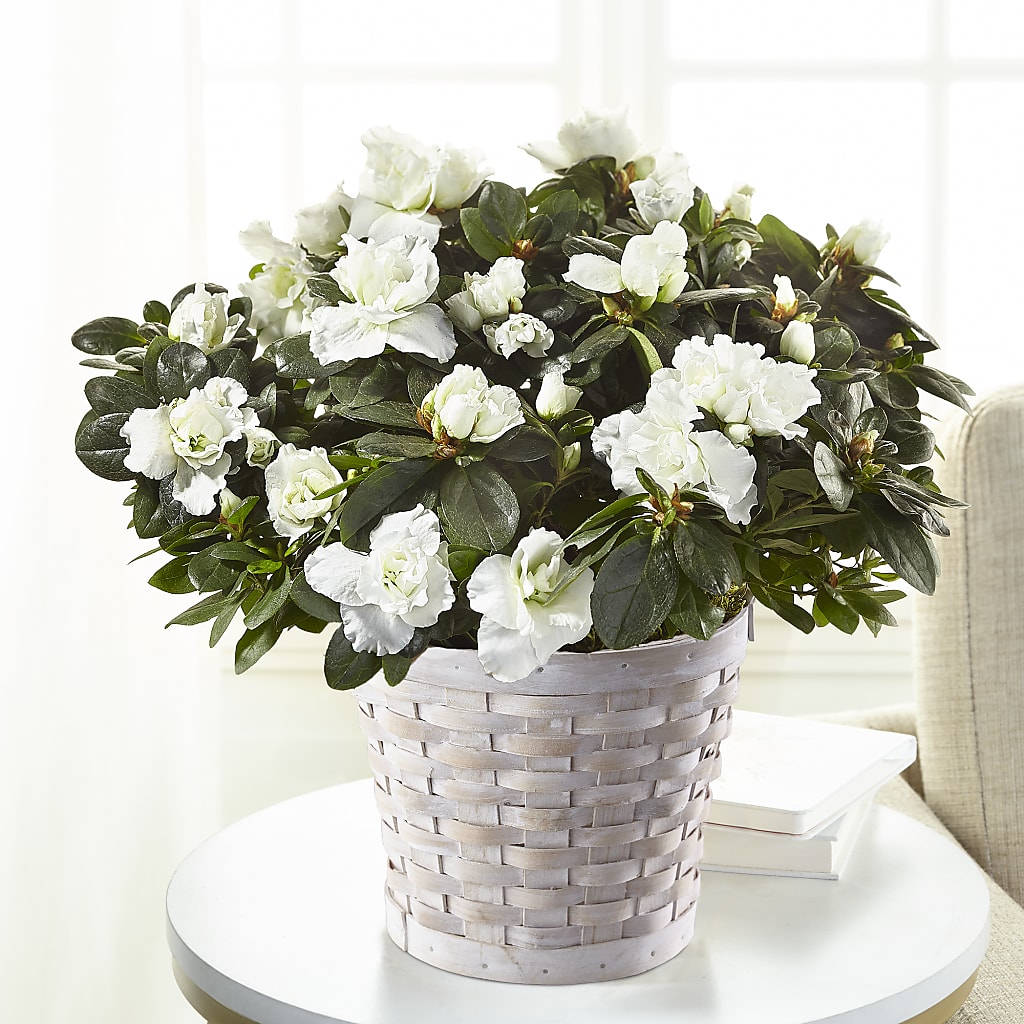 White Azalea Plant – Talia Flowers, Ottawa ON