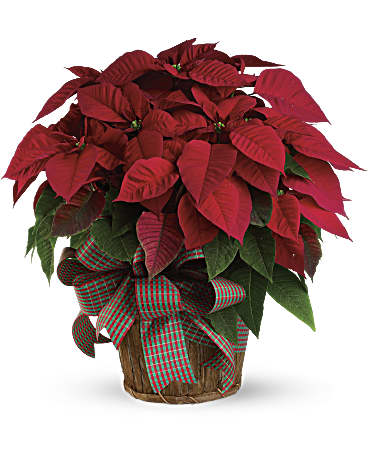 Large Red Poinsettia – Talia Flowers, Ottawa ON