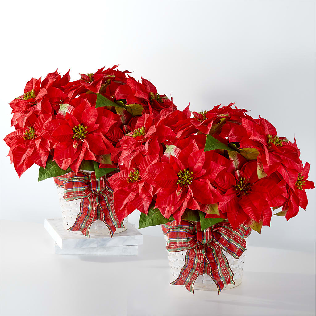 Happiest Holidays Poinsettia Bundle –  Talia Flowers, Ottawa ON