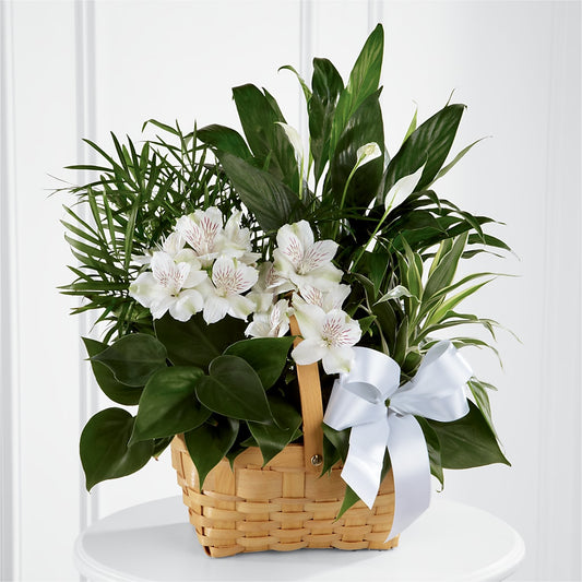 Peace & Serenity Dishgarden –  Talia Flowers, Ottawa ON