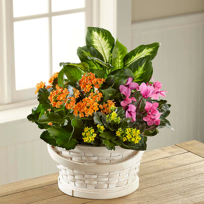 Color Crush Dishgarden –  Talia Flowers, Ottawa ON