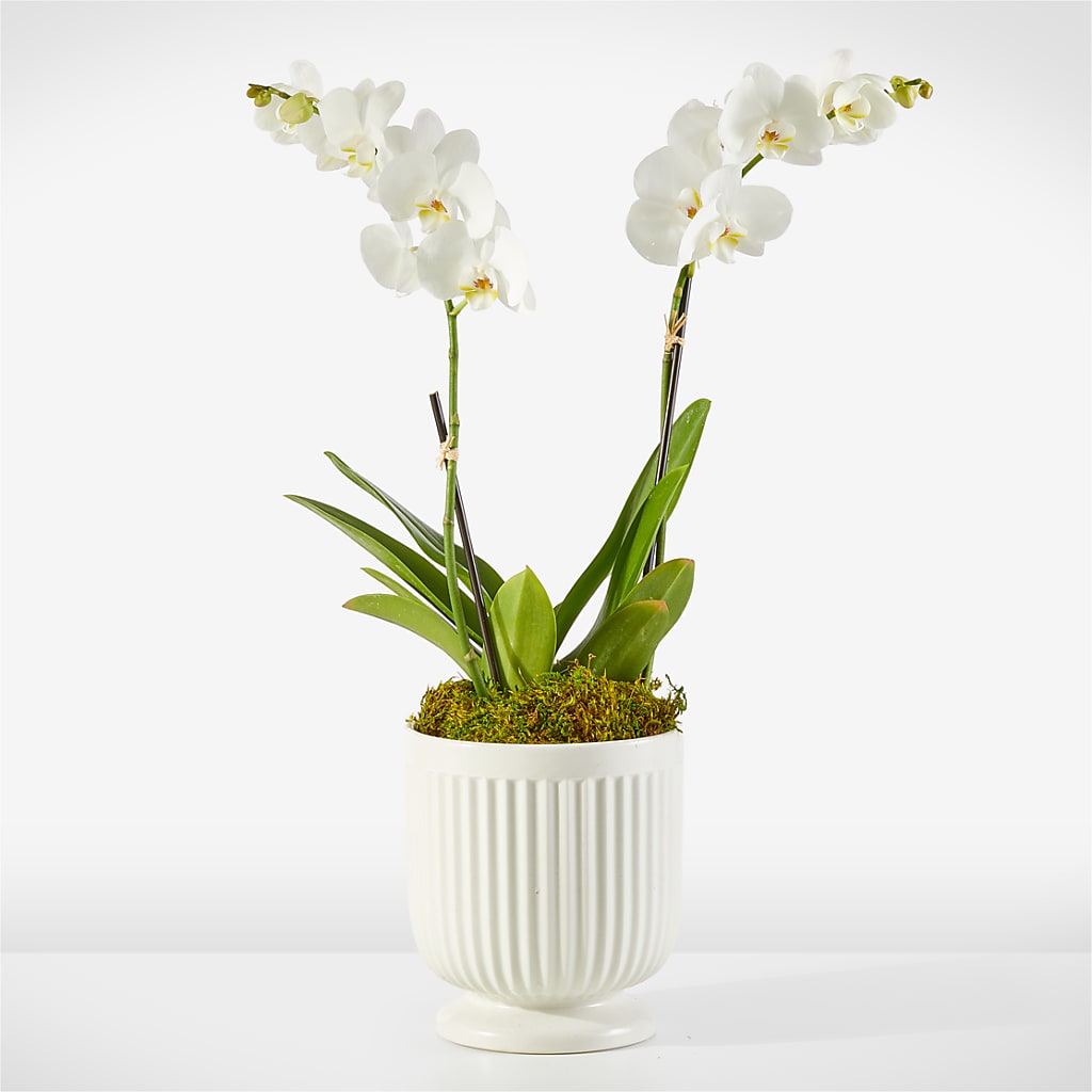 Whispering White Orchid –  Talia Flowers, Ottawa ON