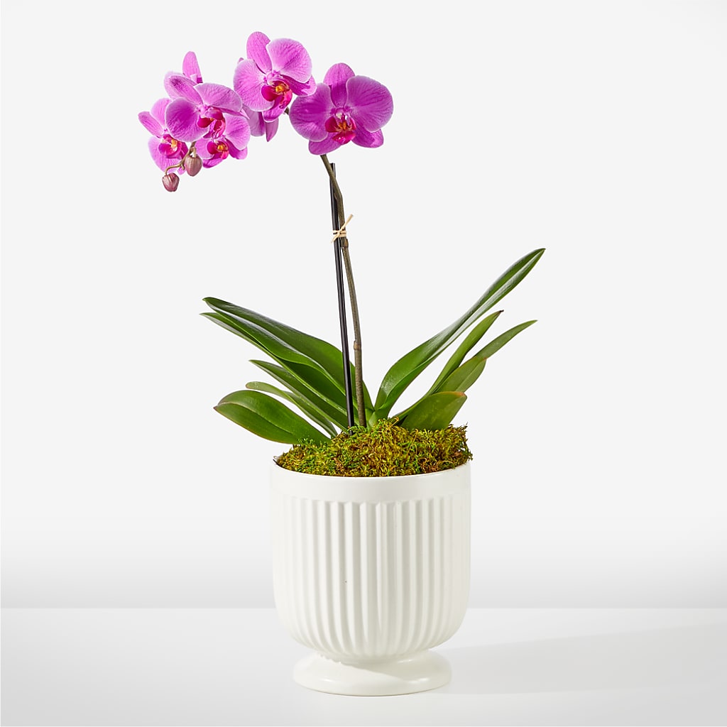 Friendly Fuchsia Orchid –  Talia Flowers, Ottawa ON