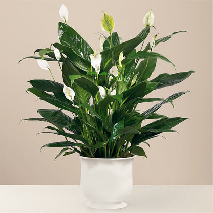 Comfort Planter –  Talia Flowers, Ottawa ON
