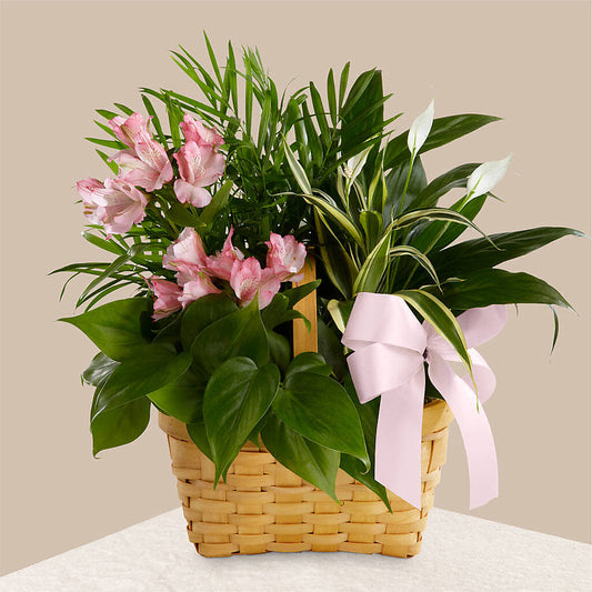 Living Spirit Dishgarden –  Talia Flowers, Ottawa ON
