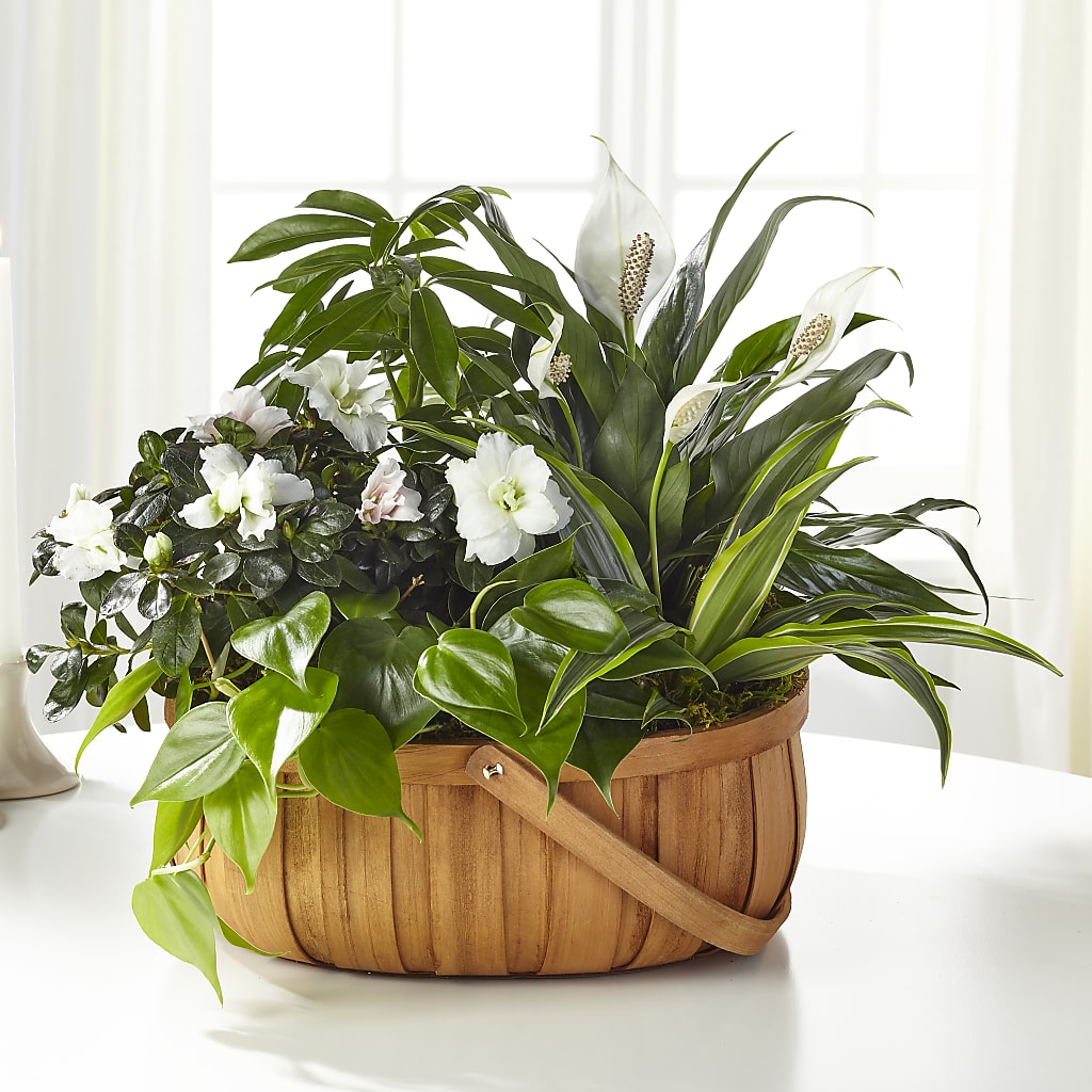 Serene Dishgarden –  Talia Flowers, Ottawa ON