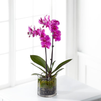 Pink Orchid Plant –  Talia Flowers, Ottawa ON