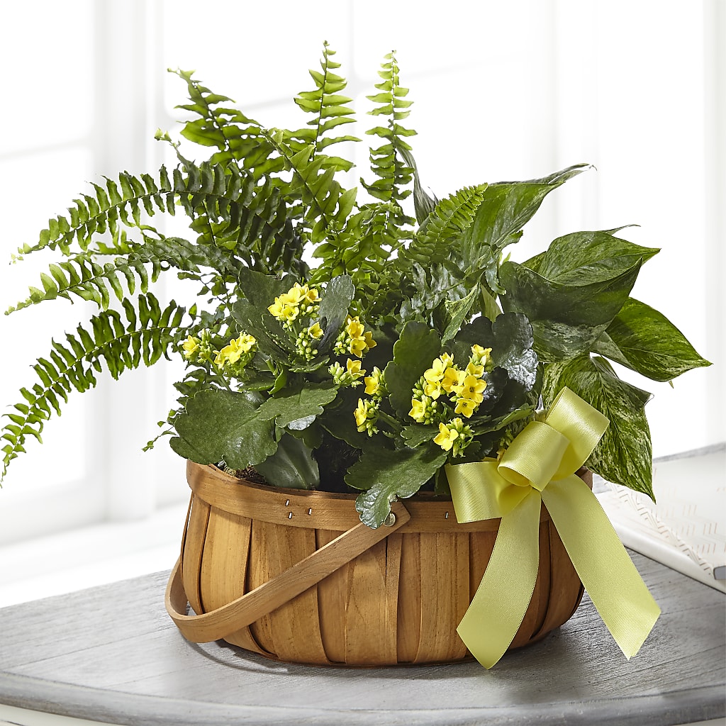 Always Dear Dishgarden –  Talia Flowers, Ottawa ON