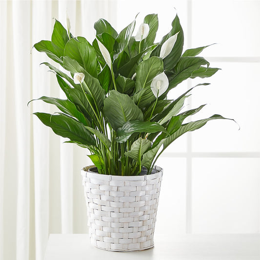 A New Leaf Peace Lily –  Talia Flowers, Ottawa ON