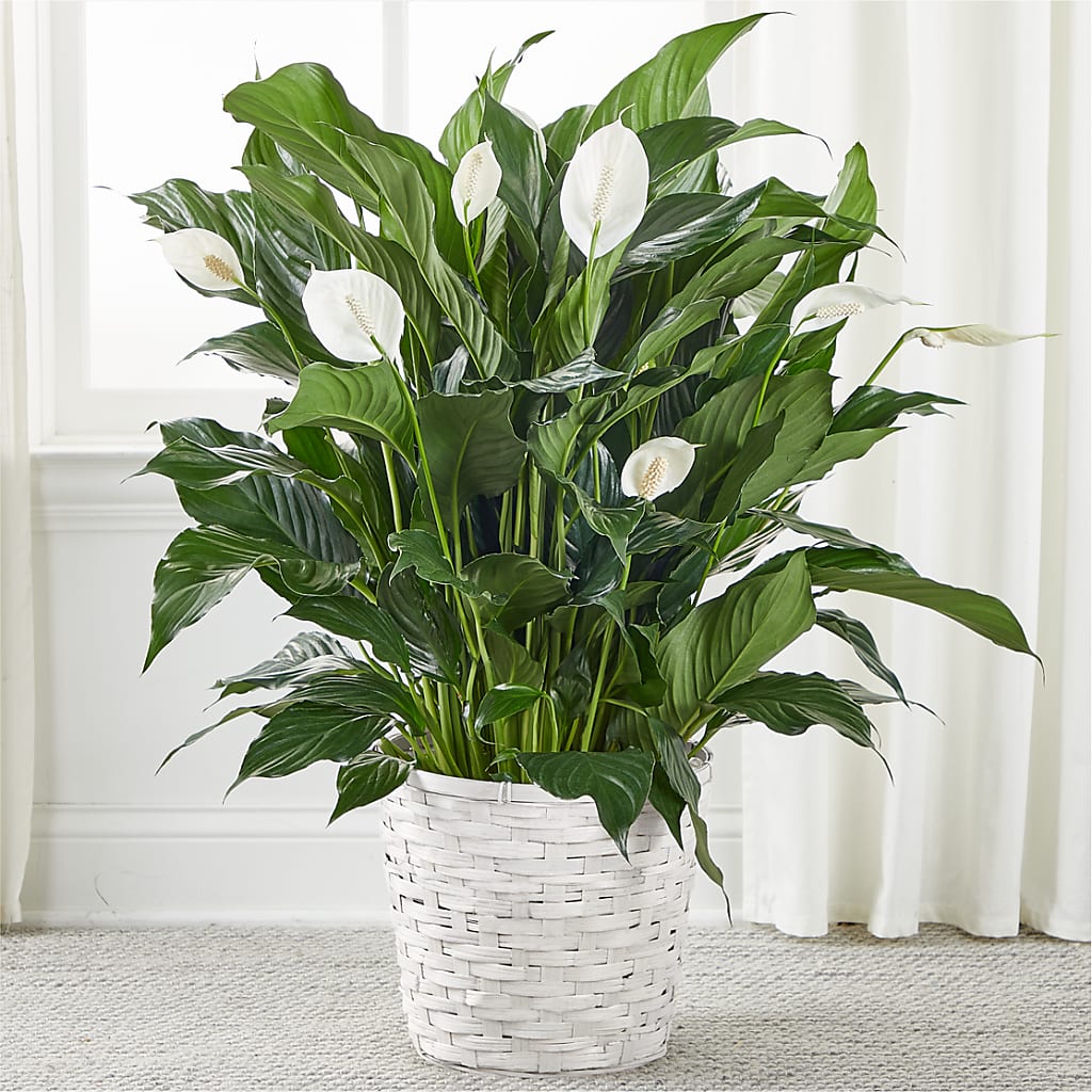A New Leaf Peace Lily –  Talia Flowers, Ottawa ON