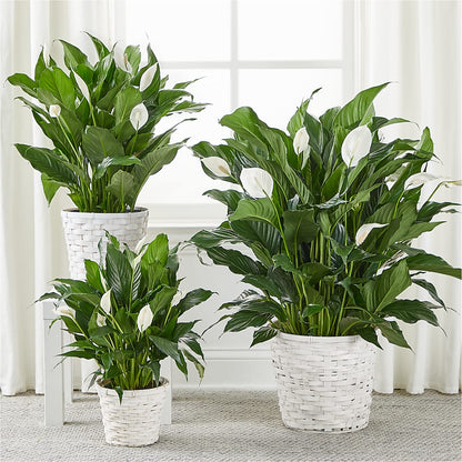 A New Leaf Peace Lily –  Talia Flowers, Ottawa ON