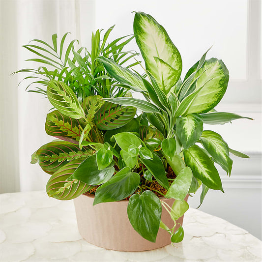 Balance & Harmony Dishgarden –  Talia Flowers, Ottawa ON