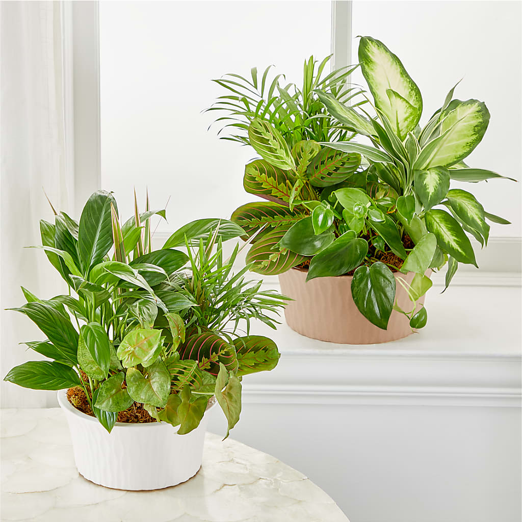 Balance & Harmony Dishgarden –  Talia Flowers, Ottawa ON