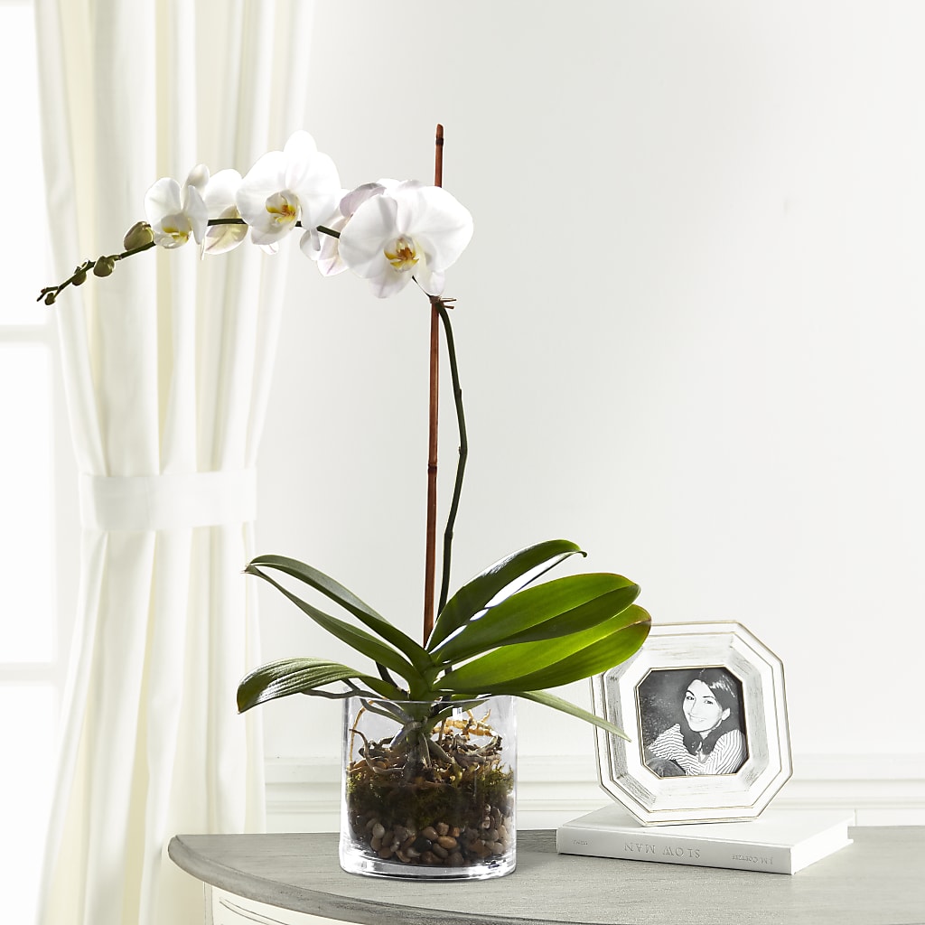 White Orchid Planter –  Talia Flowers, Ottawa ON