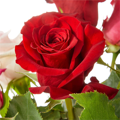 Love Notes Rose Bouquet –  Talia Flowers, Ottawa ON