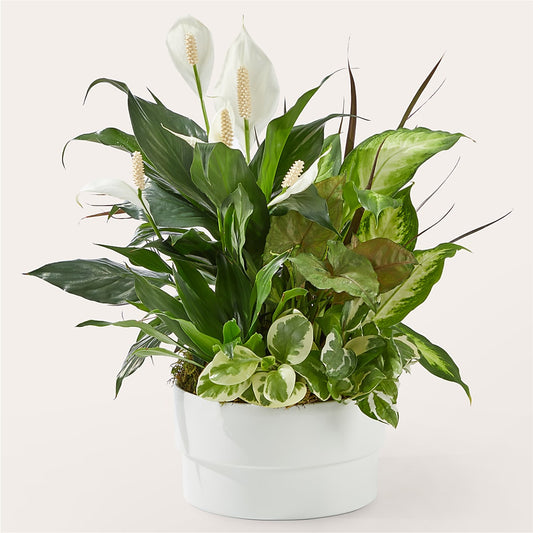 Radiating Positivity Dishgarden –  Talia Flowers, Ottawa ON